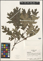 Quercus alba L. [family FAGACEAE]