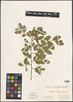 Nothofagus obliqua (Mirb.) Oerst. [family NOTHOFAGACEAE]