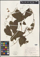 Filed as Antigonon leptopus Hook. & Arn. [family POLYGONACEAE]