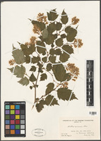 Neillia sinensis Oliv. [family ROSACEAE]