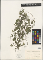Euonymus fortunei (Turcz.) Hand.-Mazz. [family CELASTRACEAE]