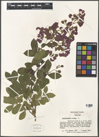 Lagerstroemia indica L. [family LYTHRACEAE]
