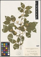 Filed as Lonicera chrysantha Turcz. ex Ledeb [family CAPRIFOLIACEAE]