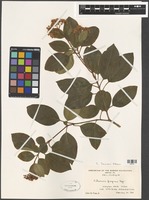 Filed as Viburnum farreri Stearn [family VIBURNACEAE]
