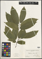 Filed as Castanea sativa Mill. [family FRAGACEAE]