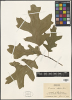Quercus velutina Lam. [family FAGACEAE]