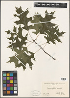 Quercus palustris Munchh. [family FAGACEAE]