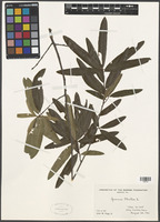 Quercus phellos L. [family FAGACEAE]