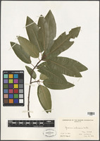 Quercus imbricaria Michx. [family FAGACEAE]