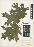 Quercus coccinea Munchh. [family FAGACEAE]