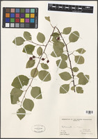 Filed as Cotoneaster multiflorus Bunge [family ROSACEAE]