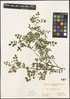 Rosa spinosissima L. [family ROSACEAE]