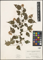 Neillia sinensis Oliv. [family ROSACEAE]