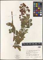 Lagerstroemia indica L. [family LYTHRACEAE]