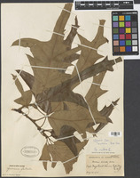 Quercus rubra L. [family FAGACEAE]