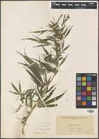 Cannabis sativa L. [family CANNABACEAE]