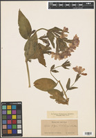 Lychnis fulgens Fisch. [family CARYOPHYLLACEAE]