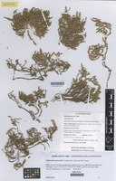 Isotype of Salicornia cuscoensis Freitag, M.A.Alonso & M.B.Crespo [family AMARANTHACEAE]