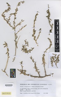 Isotype of Suaeda neuquenensis Alonso, Conticello & Cerazo [family AMARANTHACEAE]