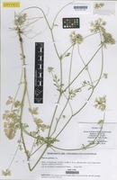 Type of Daucus guttatus Sm. [family UMBELLIFERAE]
