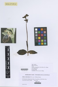 Holotype of Ophrys malacitana M.R.Lowe, I.Phillips & Paulus [family ORCHIDACEAE]