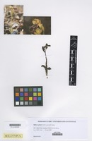 Holotype of Ophrys pintoi M.R.Lowe & D.Tyteca [family ORCHIDACEAE]