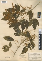 Isotype of Thouinia acuminata S.Watson [family SAPINDACEAE]