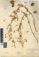 Isotype of Urvillea dissecta S.Watson [family SAPINDACEAE]