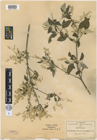 Isotype of Iresine discolor Greenm. [family AMARANTHACEAE]