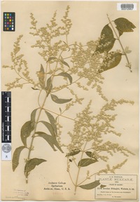 Isotype of Iresine pringlei S.Watson [family AMARANTHACEAE]