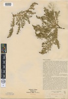 Isotype of Glaux acutifolia A.Heller [family PRIMULACEAE]