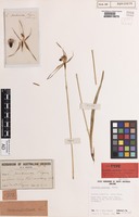 Lectotype of Caladenia pectinata R.S.Rogers [family ORCHIDACEAE]