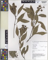Isotype of Stockwellia quadrifida D.J.Carr, S.G.M.Carr & B.Hyland [family MYRTACEAE]