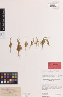 Isotype of Chenopodium osbornianum Aellen [family CHENOPODIACEAE]