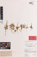 Isotype of Chenopodium osbornianum Aellen [family CHENOPODIACEAE]