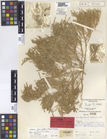 Holotype of Dysphania glomulifera (Nees) Paul G.Wilson subsp. eremaea Paul G.Wilson [family CHENOPODIACEAE]
