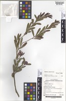 Isotype of Melaleuca glena Craven [family MYRTACEAE]