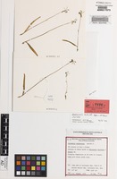 Isotype of Caladenia barbarella Hopper & A.P.Br. [family ORCHIDACEAE]