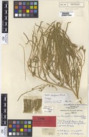 Isotype of Dysphania kalpari Paul G.Wilson [family CHENOPODIACEAE]