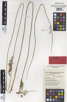 Isotype of Juncus continuus L.A.S.Johnson [family JUNCACEAE]