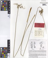 Isotype of Juncus continuus L.A.S.Johnson [family JUNCACEAE]
