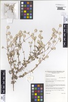 Isotype of Gomphrena floribunda J.Palmer [family AMARANTHACEAE]