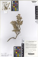 Isotype of Tecticornia annelida K.A.Sheph. & M.Lyons [family CHENOPODIACEAE]