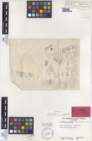 Isotype of Dysphania simulans F.Muell. & Tate [family CHENOPODIACEAE]