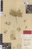 Isotype of Dysphania sphaerosperma Paul G.Wilson [family CHENOPODIACEAE]