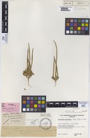 Holotype of Dysphania simulans F.Muell. & Tate [family CHENOPODIACEAE]