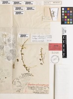 Lectotype of Chenopodium melanocarpum (J.M.Black) J.M.Black [family CHENOPODIACEAE]