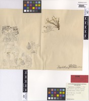 Holotype of Plagiobothrys orthostatus J.M.Black [family BORAGINACEAE]