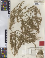 Holotype of Chenopodium truncatum Paul G.Wilson [family CHENOPODIACEAE]
