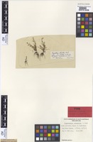 Isotype of Plagiobothrys orthostatus J.M.Black [family BORAGINACEAE]